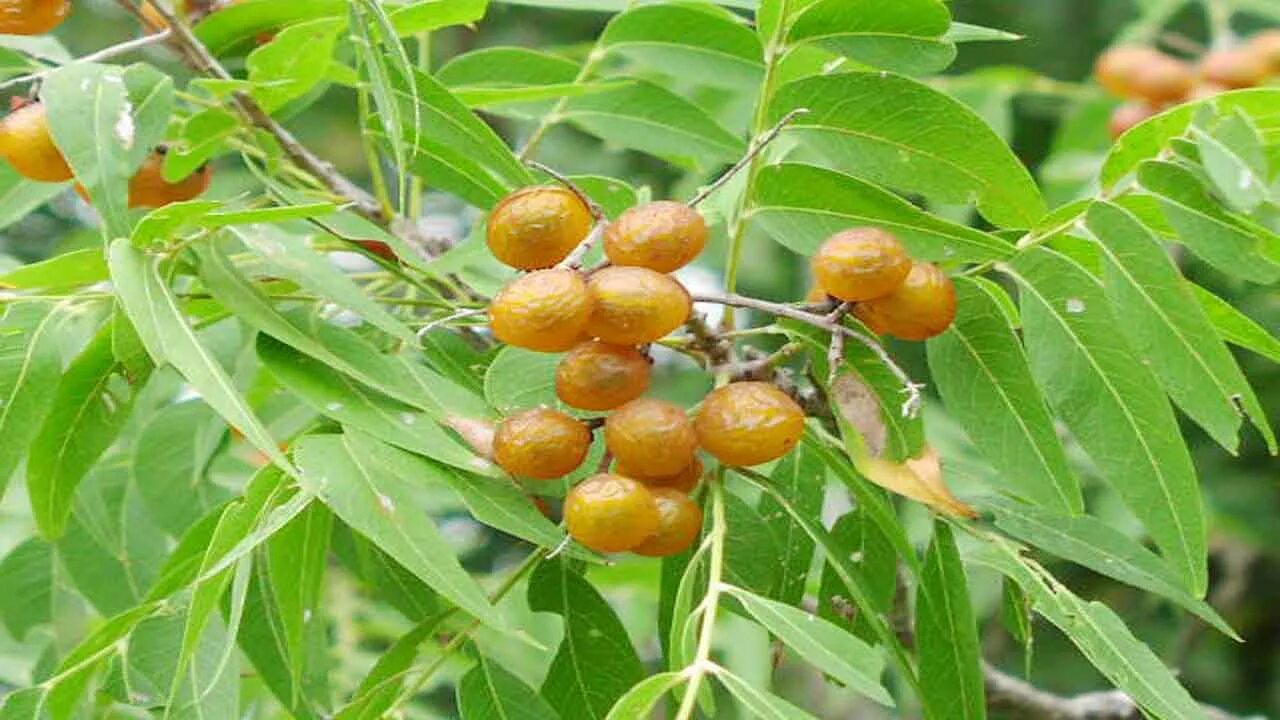 Сапиндус мукоросси. Сапиндус друммонда. Кель рейтерия метельчатан. Дерево сапиндус. Кельрейтерия метельчатая плоды.