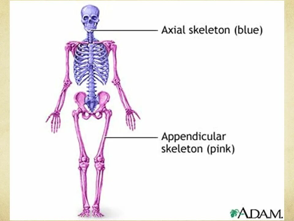 The bones consist of