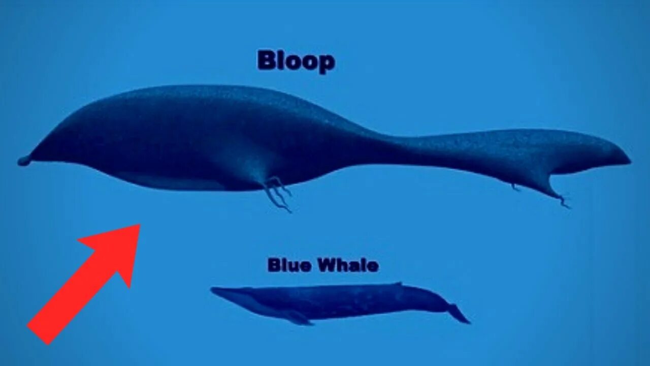 Блоп. Блуп кит. Блуп монстр глубины. Bloop Морское существо. Блуп рыба.