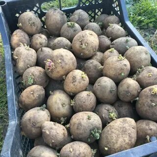 Какую картошку оставлять на семена