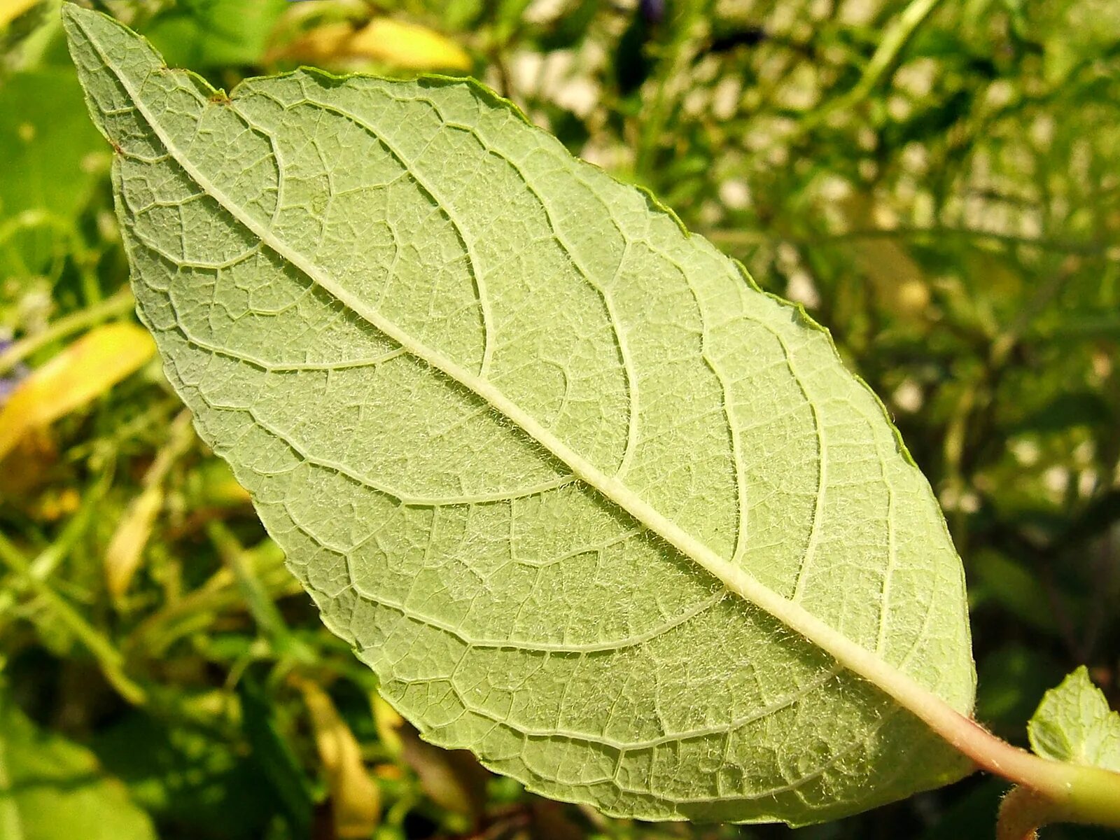Salix caprea. Ива Козья листья. Форма листа ивы козьей. Ива Козья вид листьев. Форма листа ивы