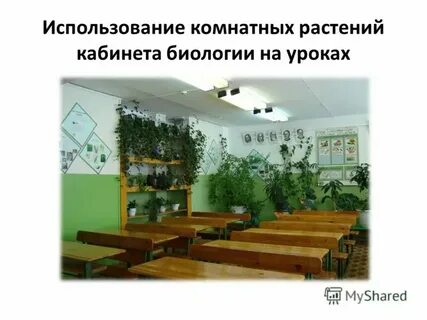 Измерение комнатных растений биология 5