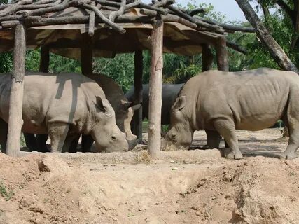 Rhinos eat