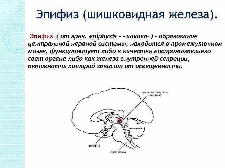 Эпифиз железа анатомия. Строение мозга шишковидная железа. Строение мозга человека эпифиз. Эпифиз нейрофизиология. Медитация шишковидной железы