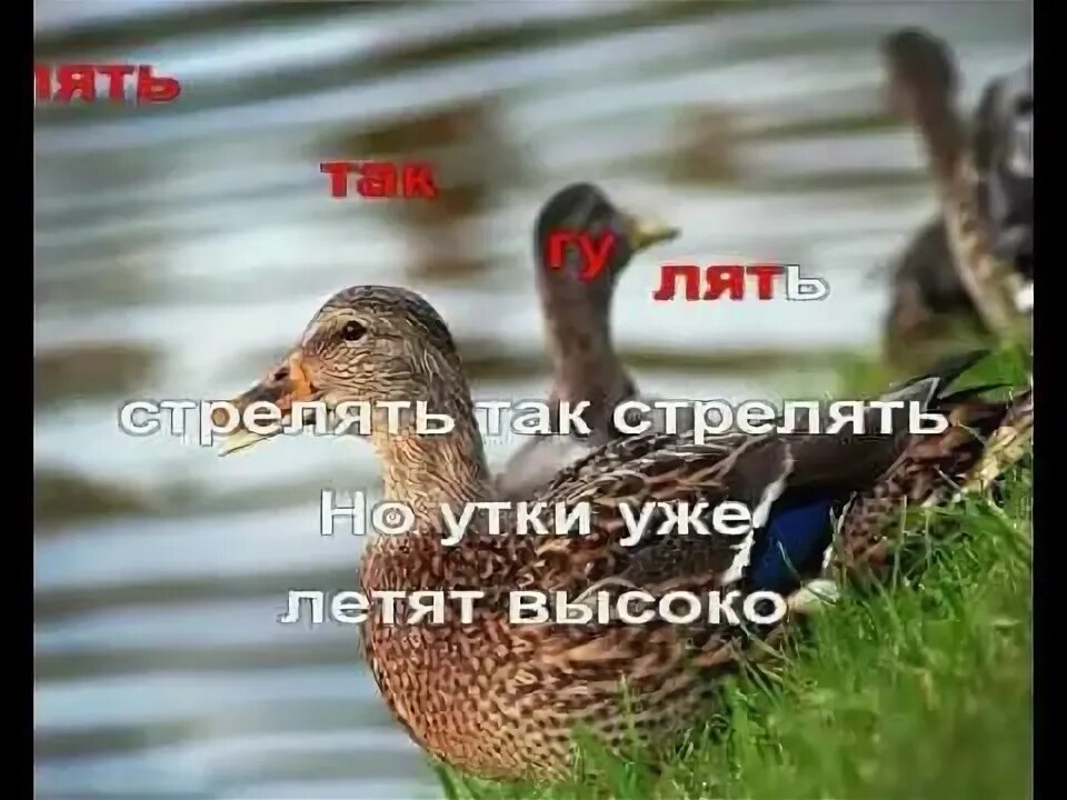 Песню песню под уткой