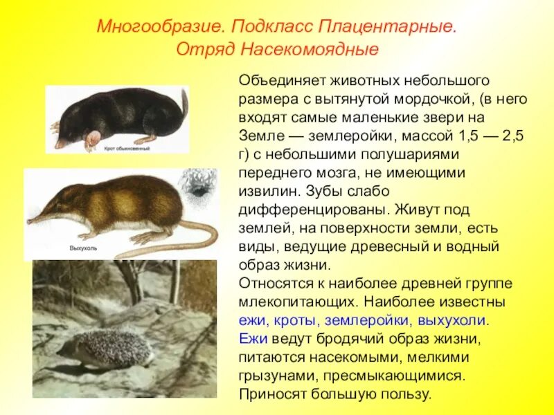 Отряды млекопитающих