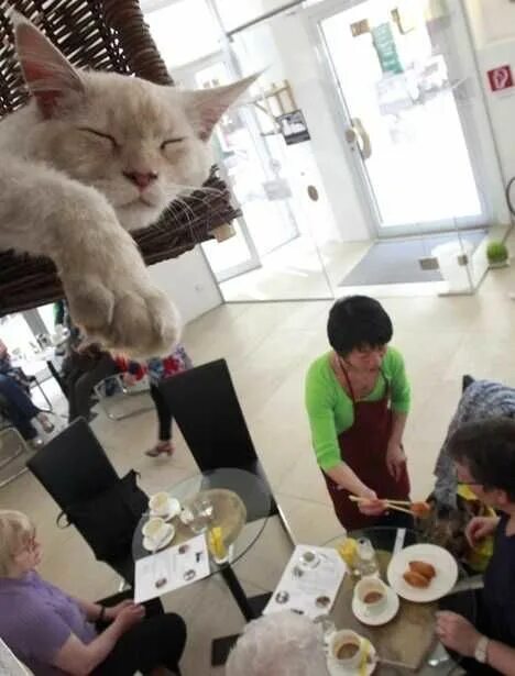 Котокафе котовский пермь. Котокафе котиссимо. котокафе красные ворота. котокафе пермь. кошачье кафе в новосибирске.