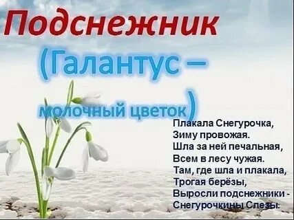 День подснежника классный час