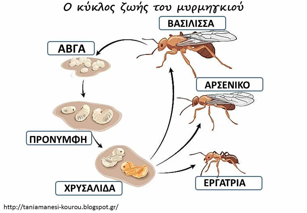 Какое развитие у муравьев. Жизненный цикл муравья. Цикл развития муравьев. Жизненный цикл муравья для детей в картинках. Жизненный цикл муравья для детей.