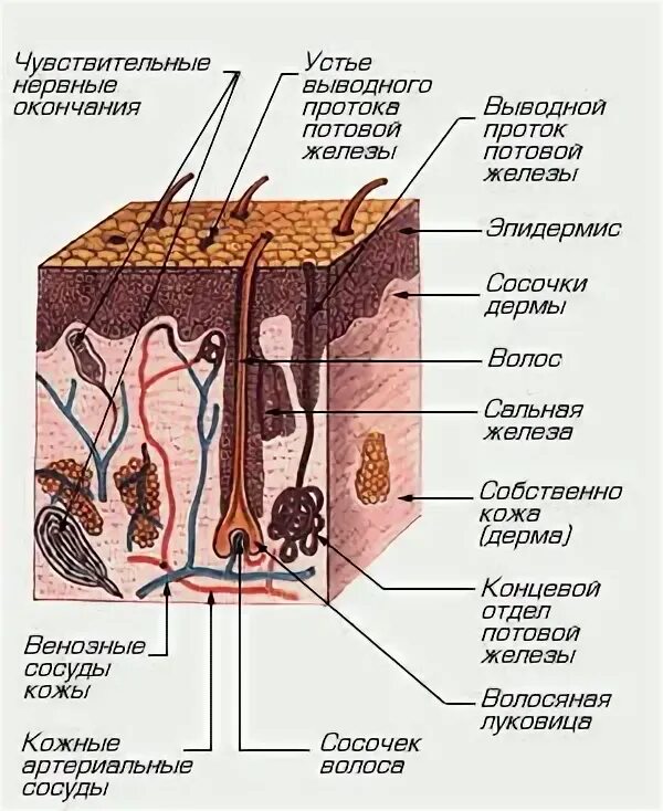 Кожа человека. Строение кожного Покрова. Отделы кожи. Схема строения кожи языка.