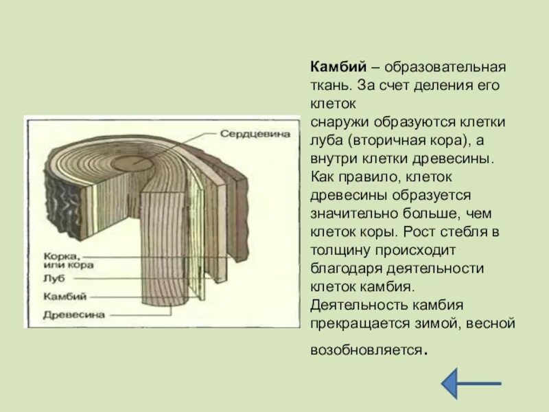 Луб функции 6 класс. Образовательная ткань растений камбий. камбий ткань строение и функции. строение и функции камбия и древесины. камбий тип ткани и функции.