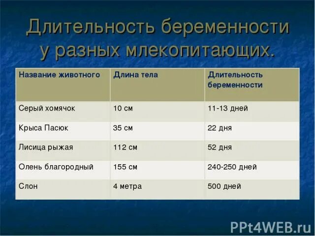 Сроки животных. Продолжительность беременности у животных. продолжительность беременности у животных таблица. сроки беременности у животных в месяцах. длительность беременности у разных животных.