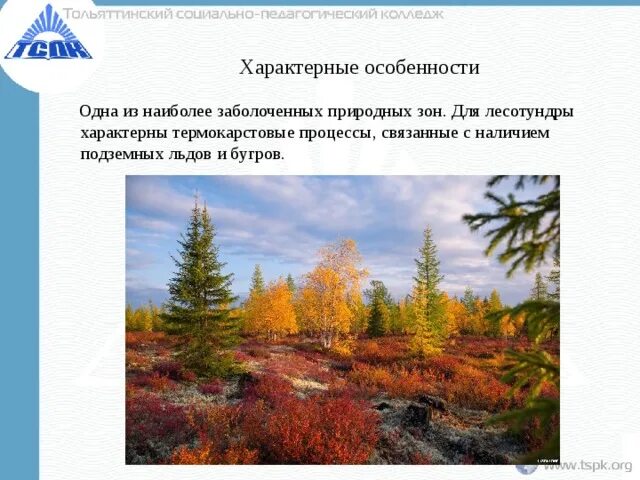 Визитная карточка природной зоны. Факторы лесотундры. 8 класс климат лесотундры. Факторы лесотундры. Лесотундра.