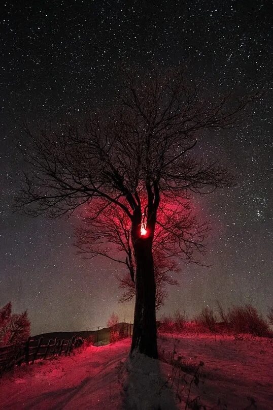 Дерево освещенное луной. Дерево ночью. Ночное дерево. Ночное зимнее дерево. Дерево зима ночь.