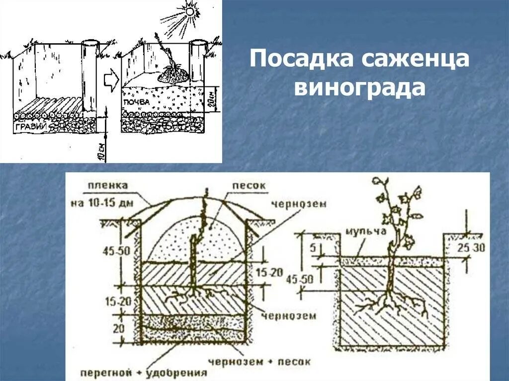 Посадка винограда весной саженцами в средней. Посадка винограда весной саженцами в открытый грунт. Схема посадки винограда черенками. Как правильно сажать виноград саженцами весной. Высаживание саженцев винограда весной.