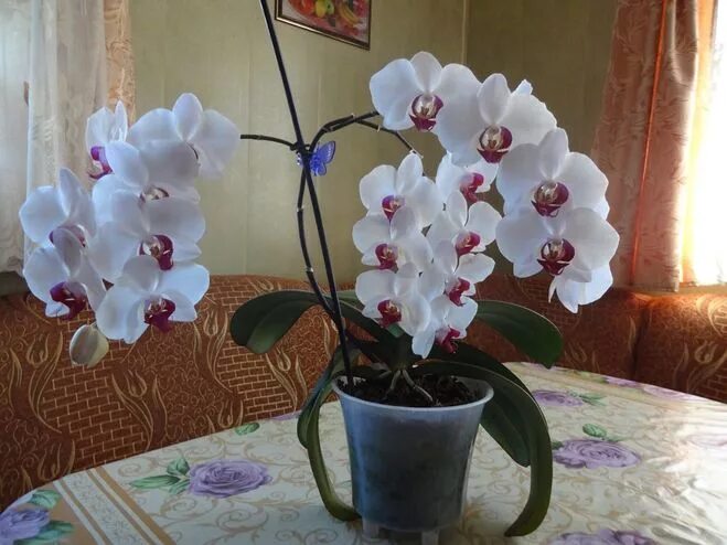 Цветение орхидеи в домашних условиях фото Орхидея начало цветения (64 фото)