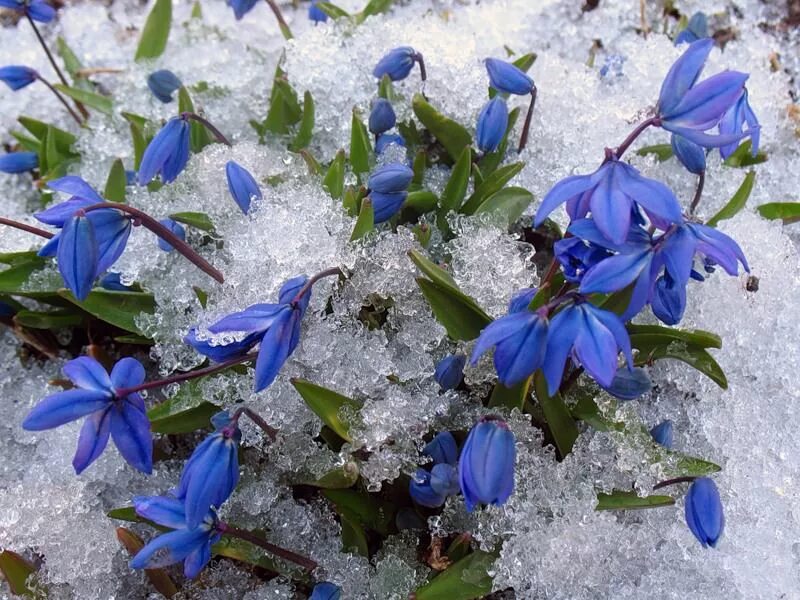 Ранние синие цветочки. Пролеска цветок голубой. Пролески и подснежники. Голубой Подснежник пролеска. Пролеска Сцилла голубой Подснежник.