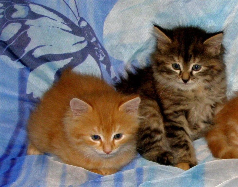 Взять котенка породистый