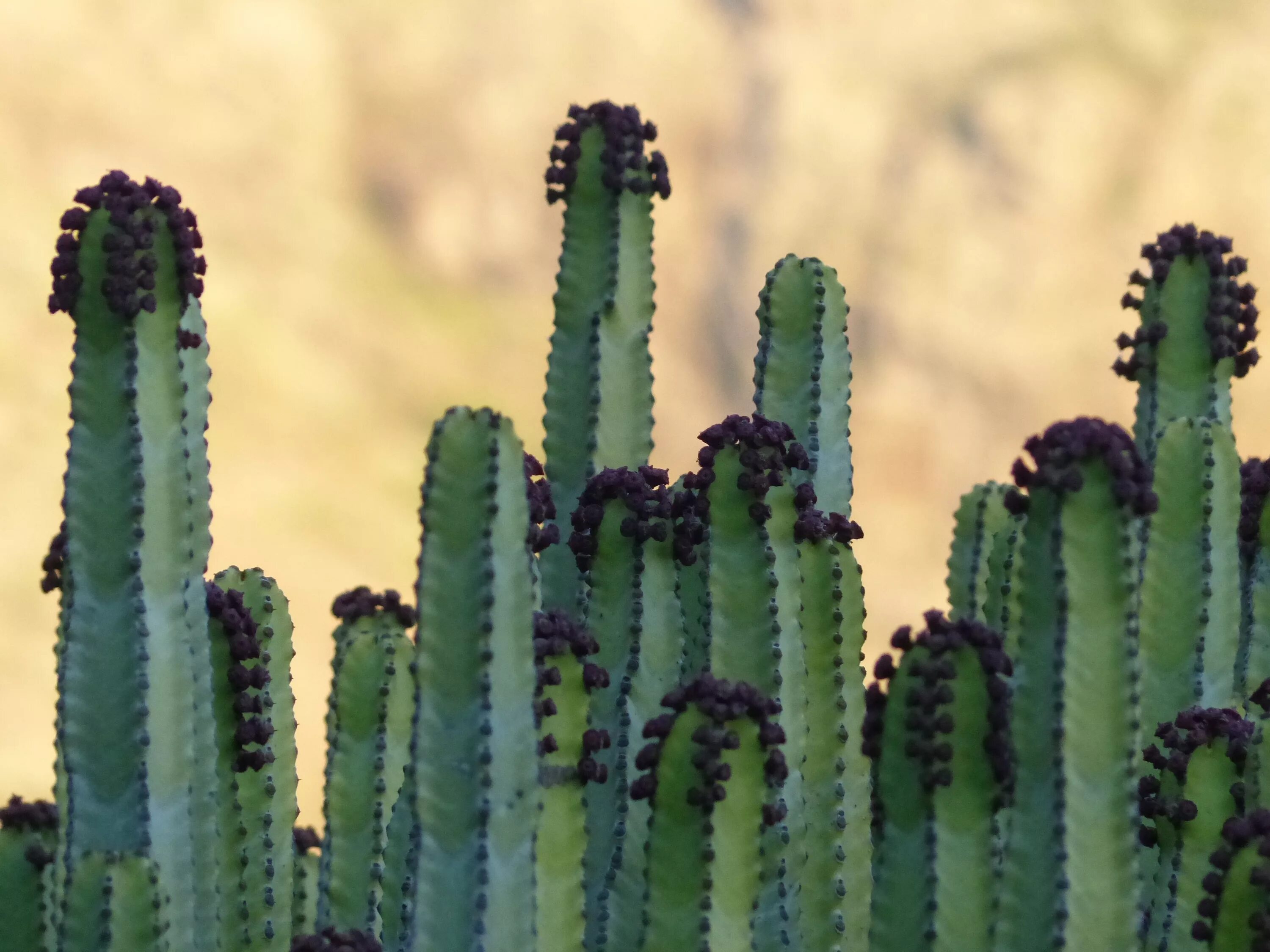 Какие отношения между змеей и кактусовым сычом. Euphorbia canariensis. Молочай Канарский. Молочай Канариенсис. Молочай камерунский.