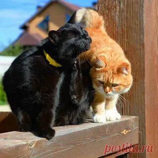 Черный кот и рыжая кошка