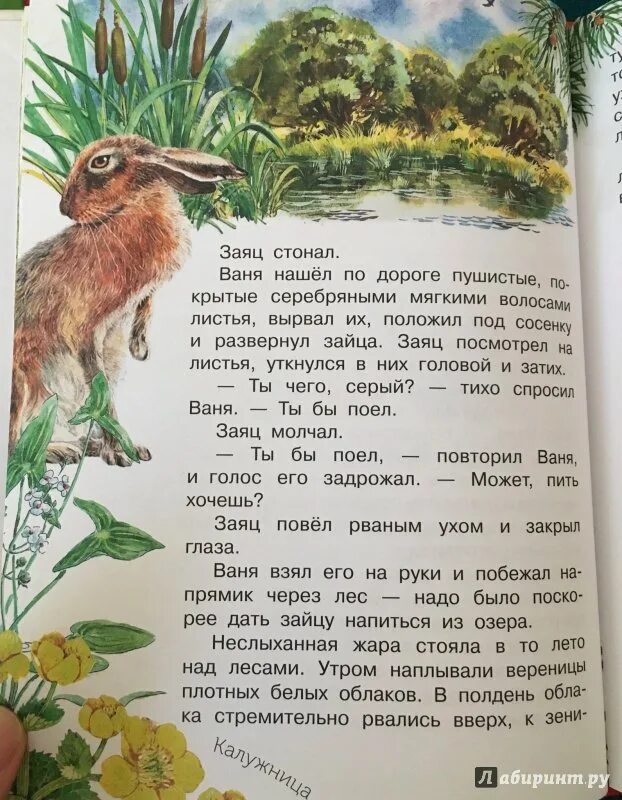 Заяц Паустовский. Заячьи лапы. К. Паустовский "заячьи лапы". Пересказ заячьи лапы. Заячья лапка кратко