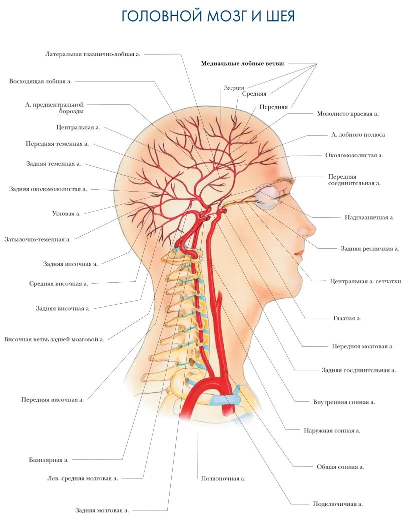 Голова головной мозг шея. Атлас анатомия артерий головного мозга. Кровоснабжение головы анатомия схема. Артериальная система человека анатомия артерии головы и шеи.