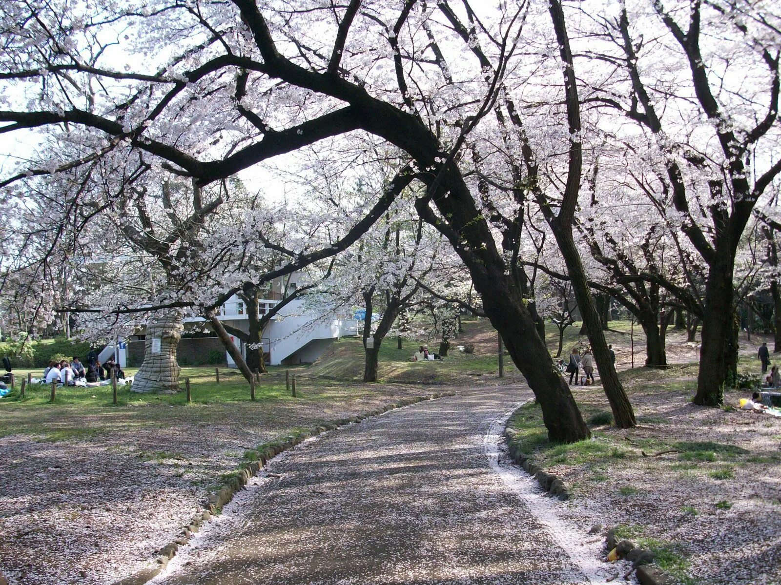 Yellow spring road япония. Парк Ёёги в Токио. Парк Йойоги Япония. Парк Ееги. Сибуя парк.