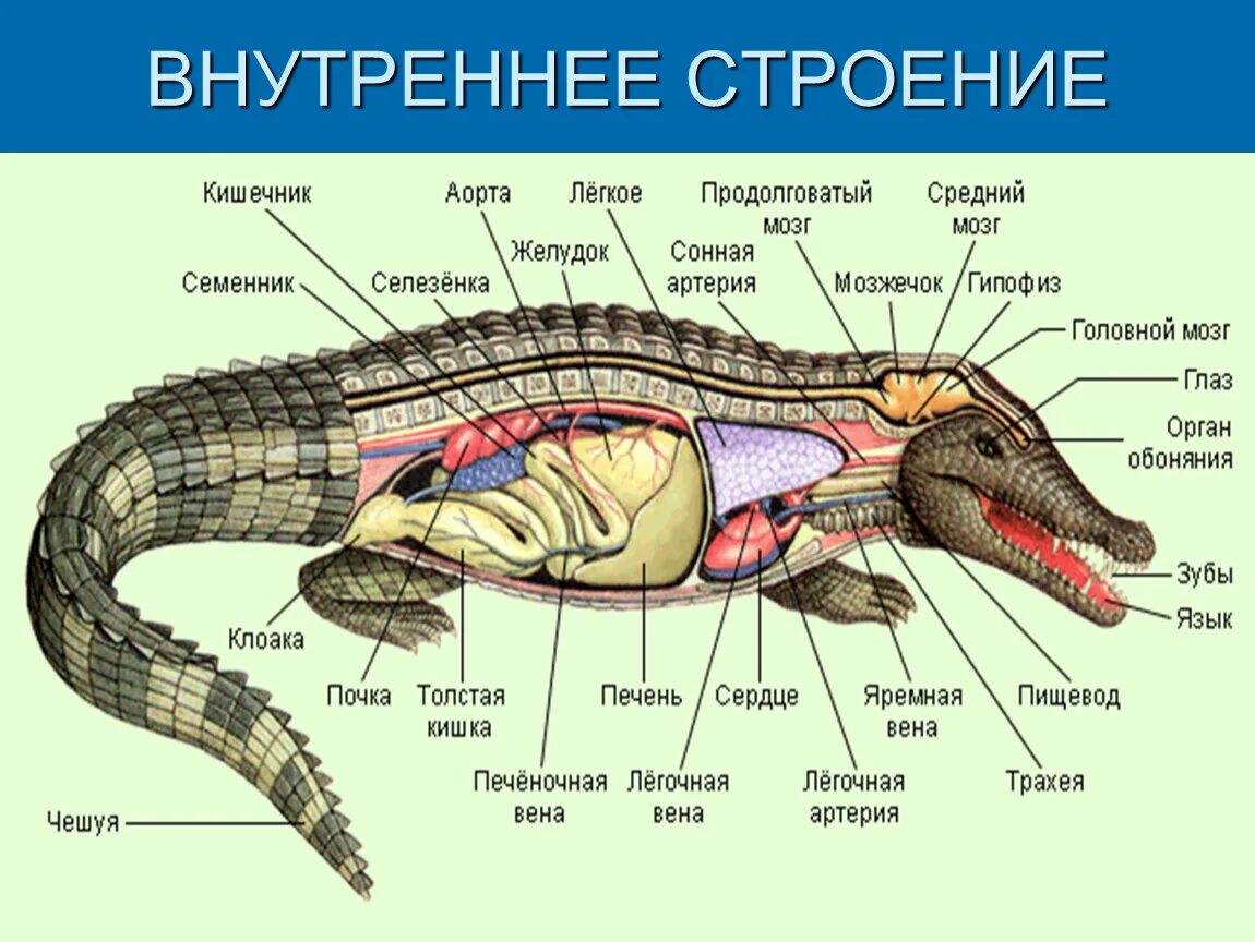 Сердце у крокодила состоит. Пищеварительная система крокодила. Систему внутреннего строения пресмыкающихся. Чешуйчатые пресмыкающиеся строение. Нервная система крокодила схема.