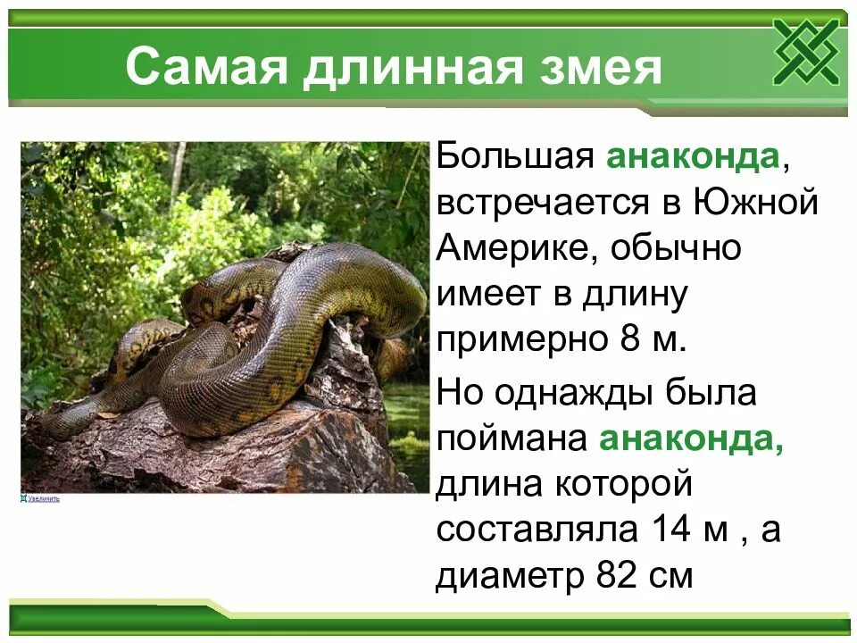 Описание змеи для детей. Змей текст. Схема слова змея. Звуковая схема слова змея 1 класс. Описание змей.