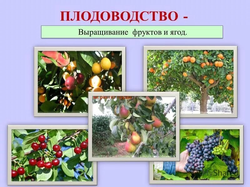 Выберите из списка культурные растения