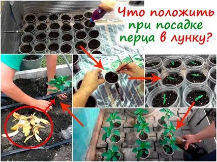 Перец на рассаду в сибири