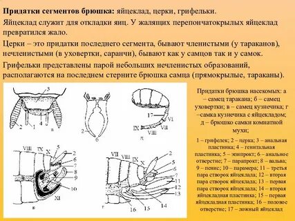 Придатки это
