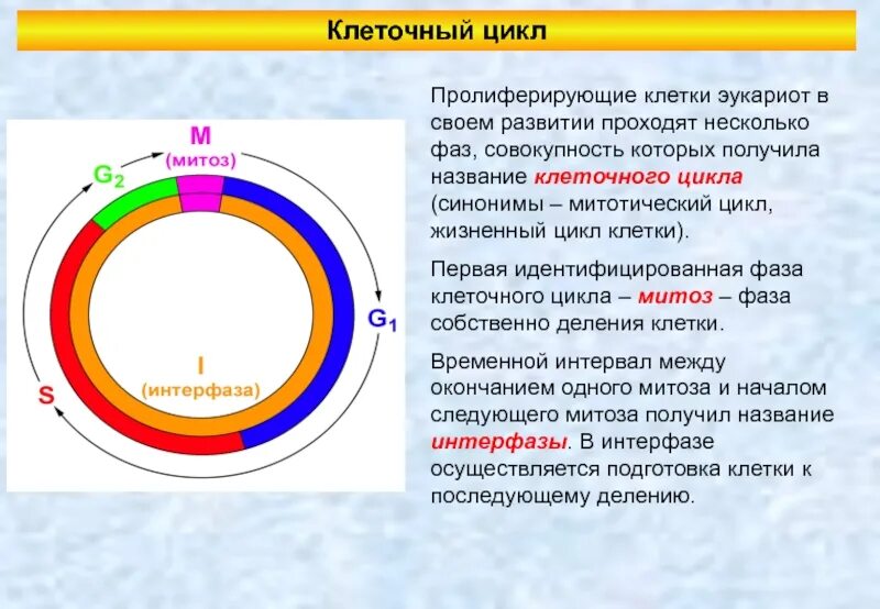 Жизненный цикл клетки состоит из интерфазы. Клеточный цикл фазы клеточного цикла эукариот. Схема клеточного цикла митоза. Схема митотического цикла клетки. Схема клеточного цикла эукариот.