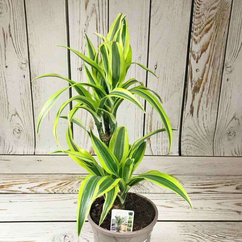 драцена лемон лайм. драцена лемон. драцена лемон. драцена лемон. драцена лемон лайм.