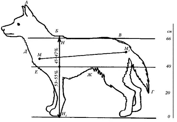 Стандарт собаки немецкая овчарка. Овчарка в холке см. Рост в холке щенка немецкой овчарки. Рост в холке щенка немецкой овчарки. Промеры собак породы немецкая овчарка.