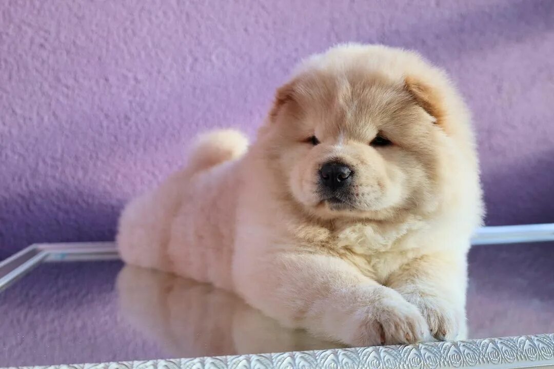 Cuanto cuesta un chow chow