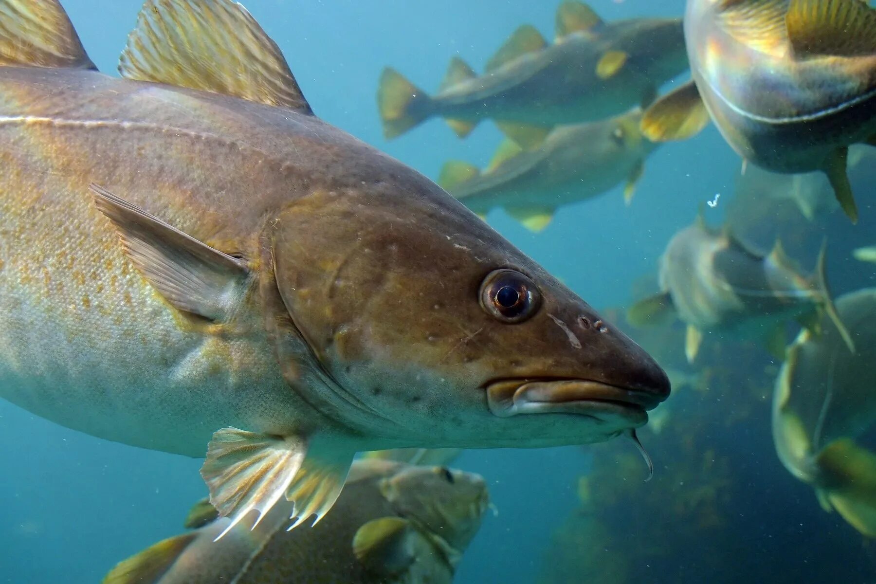 Fish warm. Атлантическая треска тресковые. Тихоокеанская треска. Атлантическая треска рыба. Атлантическая треска (gadus morhua).