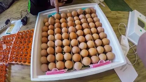 Какое яйцо для инкубатора