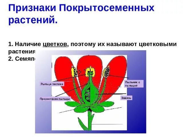 Урок покрытосеменные