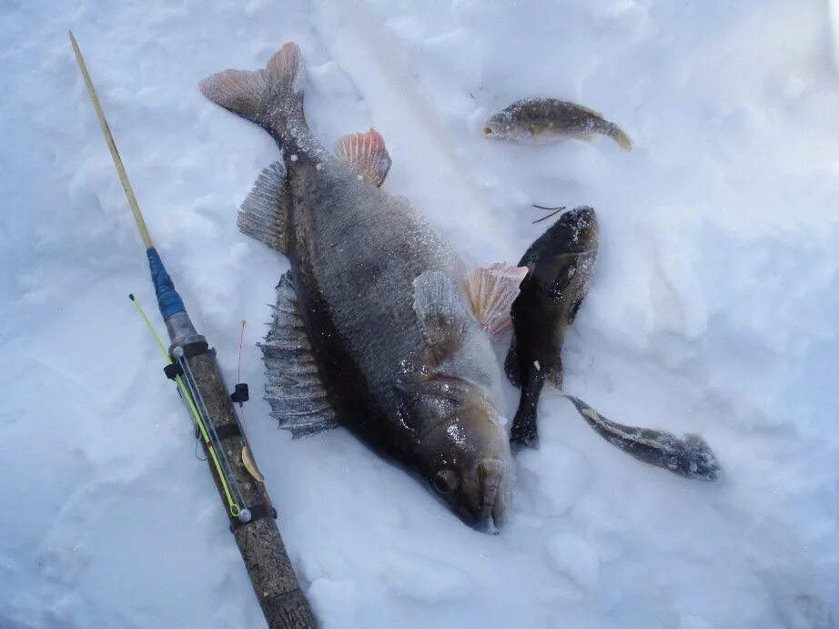 зимняя рыбалка трофеи. рыбы хмао. щука в сибири. зимняя рыбалка хмао. ханты рыбаки.