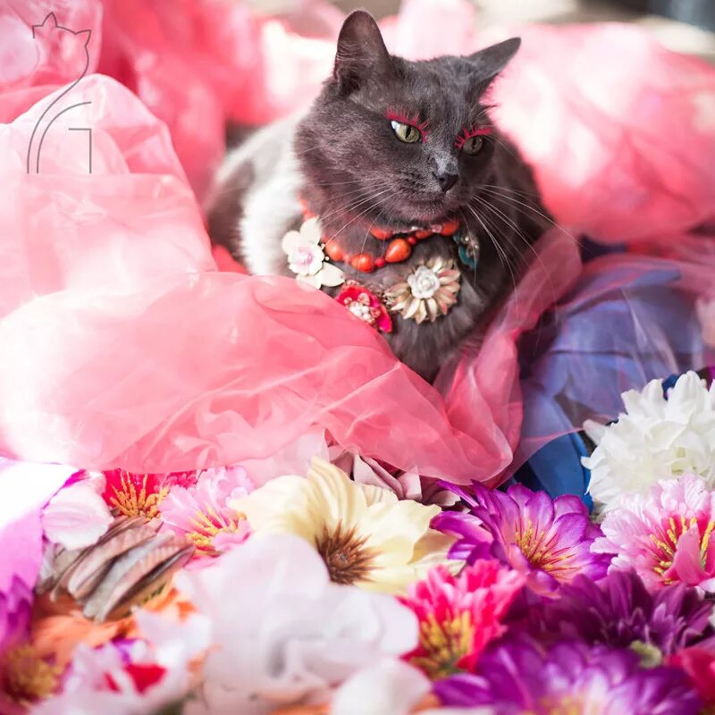 Жизнь кошечек. Красивые кошки. Элегантная кошка. Котенок в цветах. Гламурная кошечка.