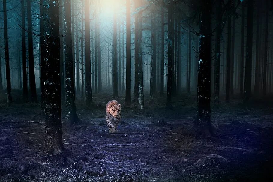 Forest of fear
