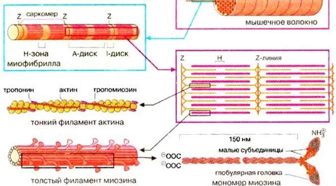 Саркомера мышечного волокна. Схема сокращения мышечного волокна. Схема саркомера миофибриллы мышечного волокна. Механизм сокращения мышечного волокна схема. Механизм мышечного сокращения саркомера.