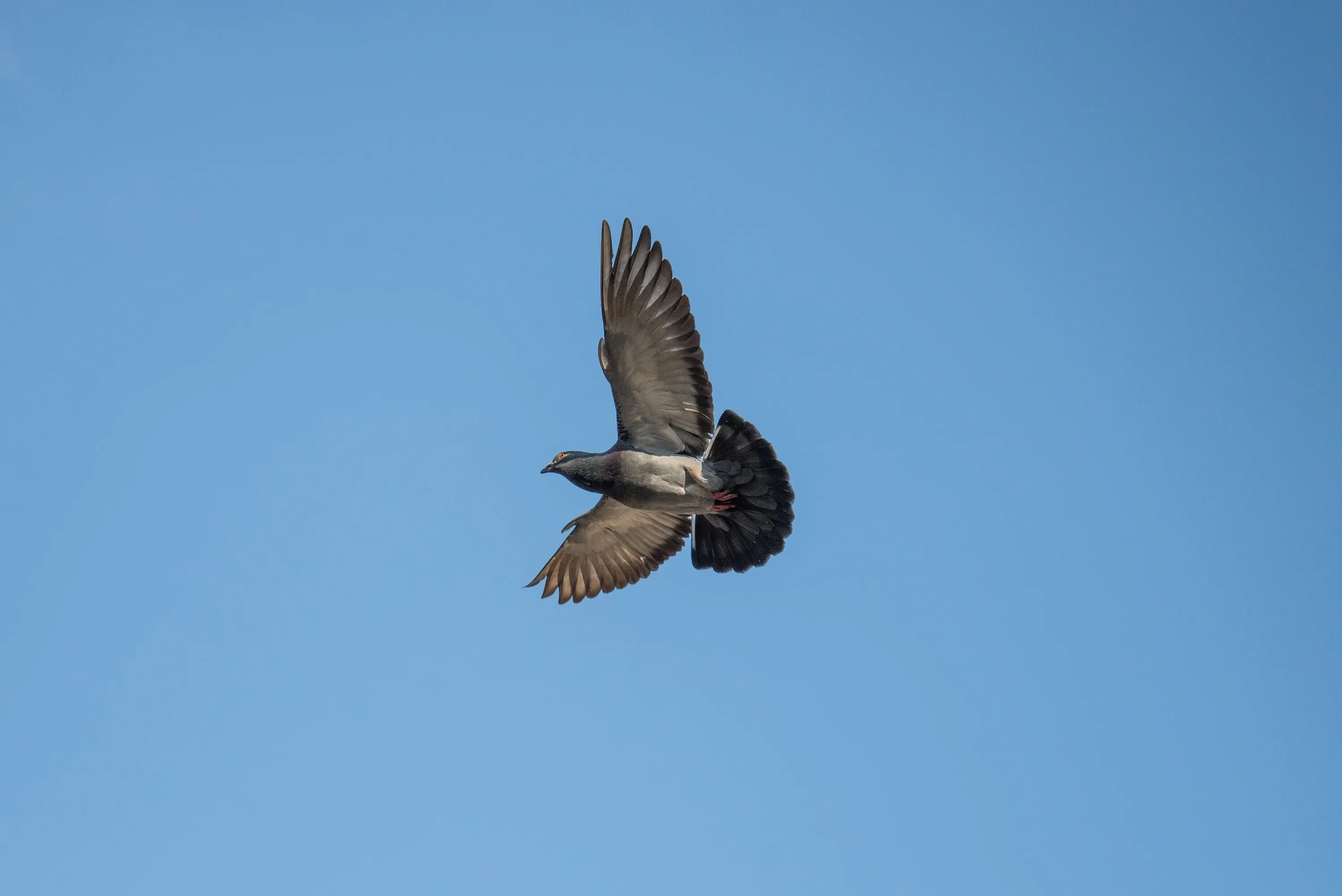 Птица в полете. Голубь в полете. Голуби улетели. Полет голубя. Bird fly high