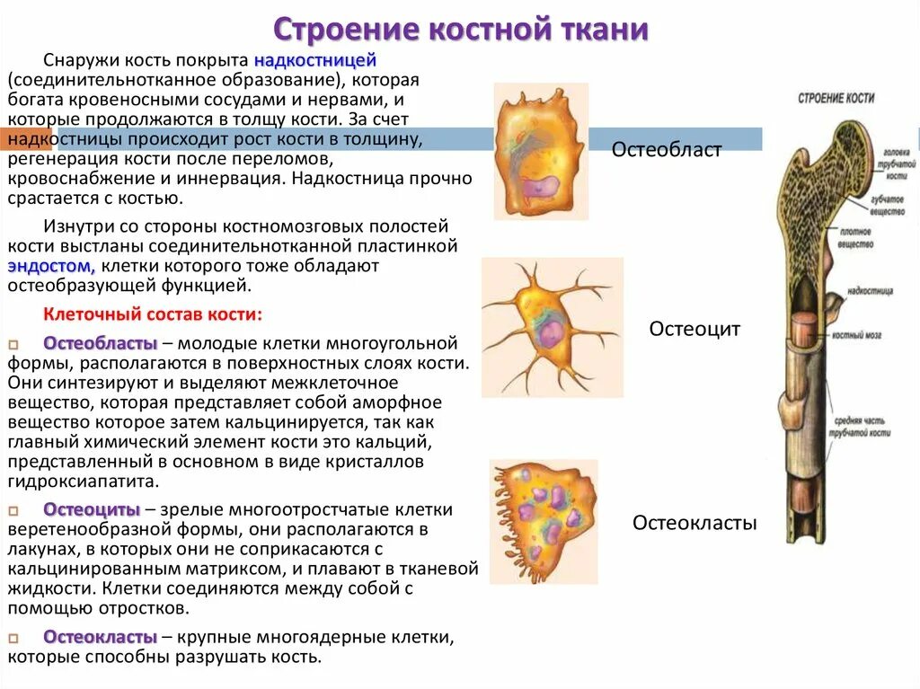 Какие вещества составляют кости. Состав кость и функции. Кость как орган. Рост и развитие костей. Возрастные изменения костей.. Особенности строения и функции костей. Функции структур кости.