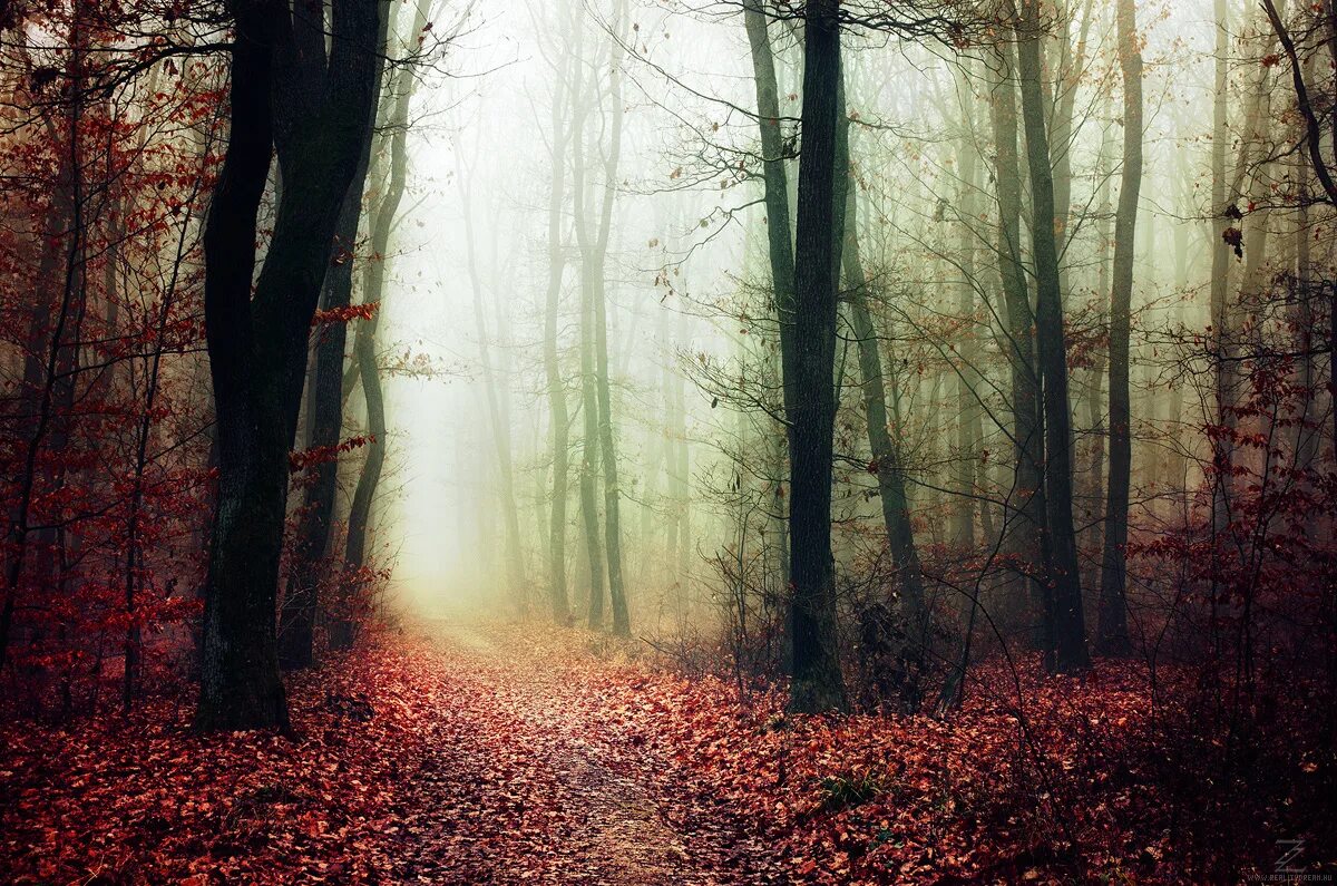 If trees could talk. If these trees could talk 2006. if these trees could talk above the earth, below the sky. if these trees could talk - 2012 - red forest. red forest if these trees.