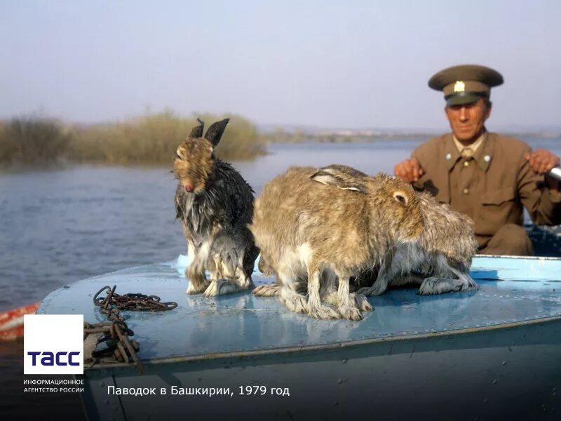 Заяц спасен. Половодье животные. спасение зайцев в половодье. лесник спасает зайцев. егерь спасает зайцев.