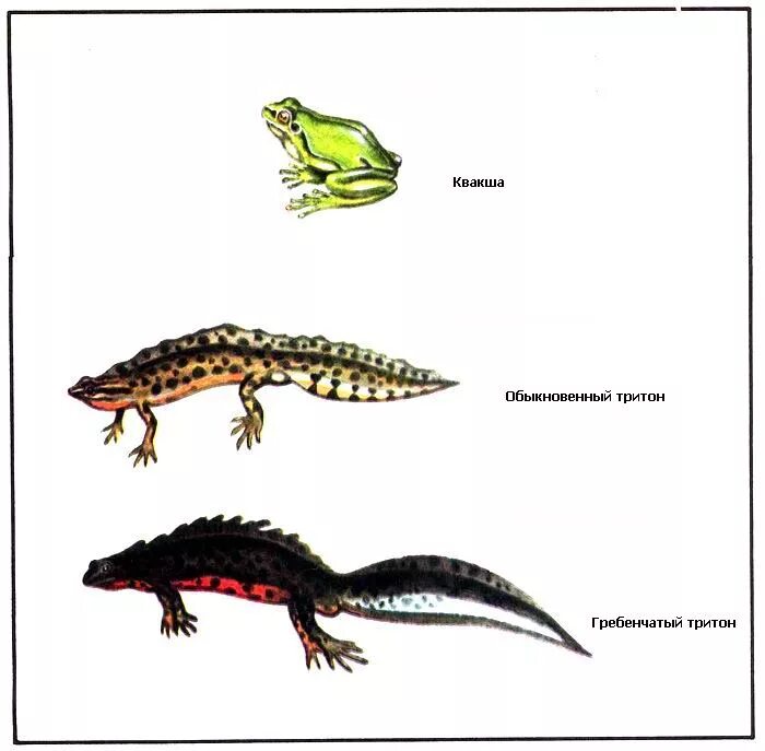 Тритон рептилия. Чем различается ящерица и тритон. Тритон черный с оранжевым брюшком. Тритоны и саламандры. Чем различается ящерица и тритон.