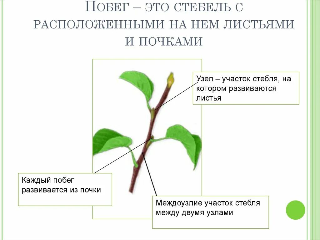 Побег стебель стеблевой черенок. Строение побега пазуха листа. Побег стебель лист и почки. Стебель с листьями и почками это. Побег состоящий из листьев почек называют