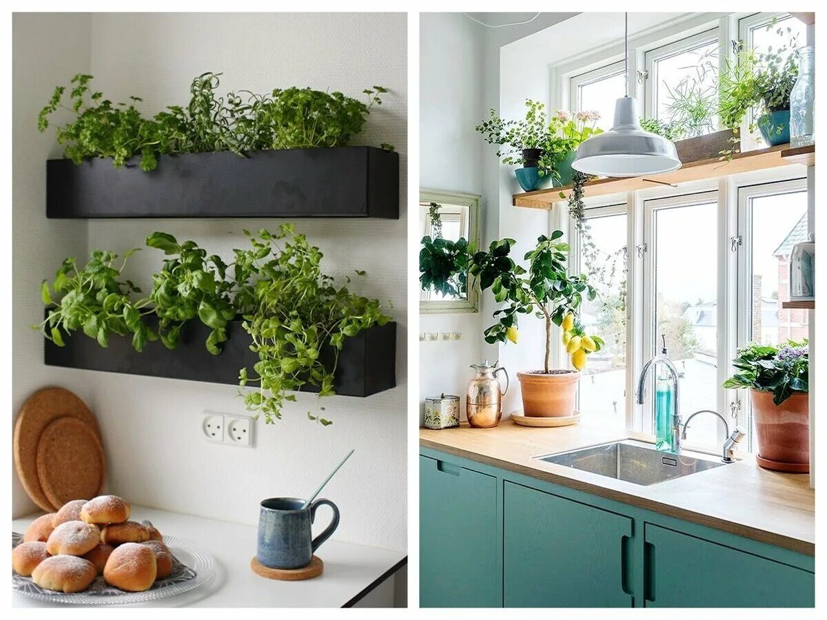 Комнатные растения на шкафах. Растения в интерьере. Зелень в интерьере кухни. Растения в интерьере кухни. Живые цветы в интерьере кухни.